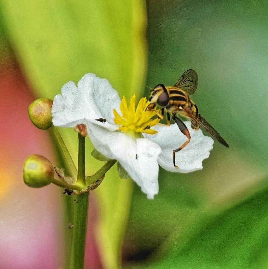 Sagittaria lancifolia flower
