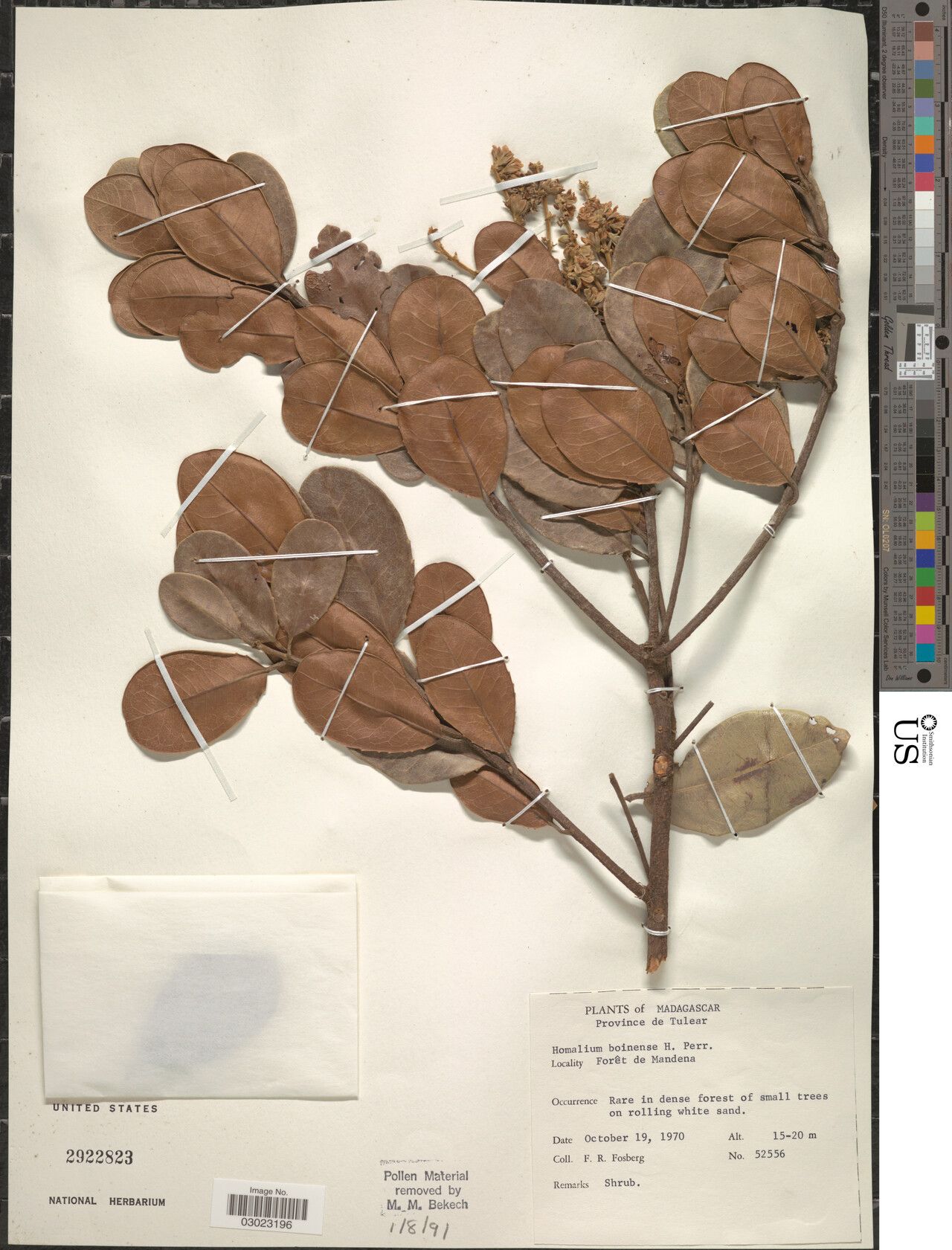 Homalium boinense — houseplant care guide