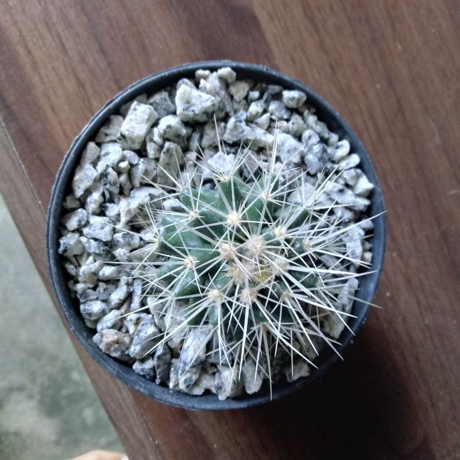 Sclerocactus parviflorus leaf