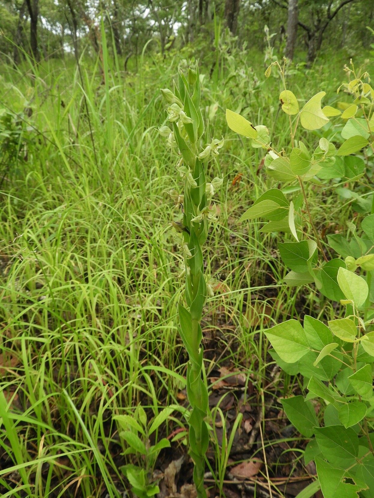 Habenaria njamnjamica habit