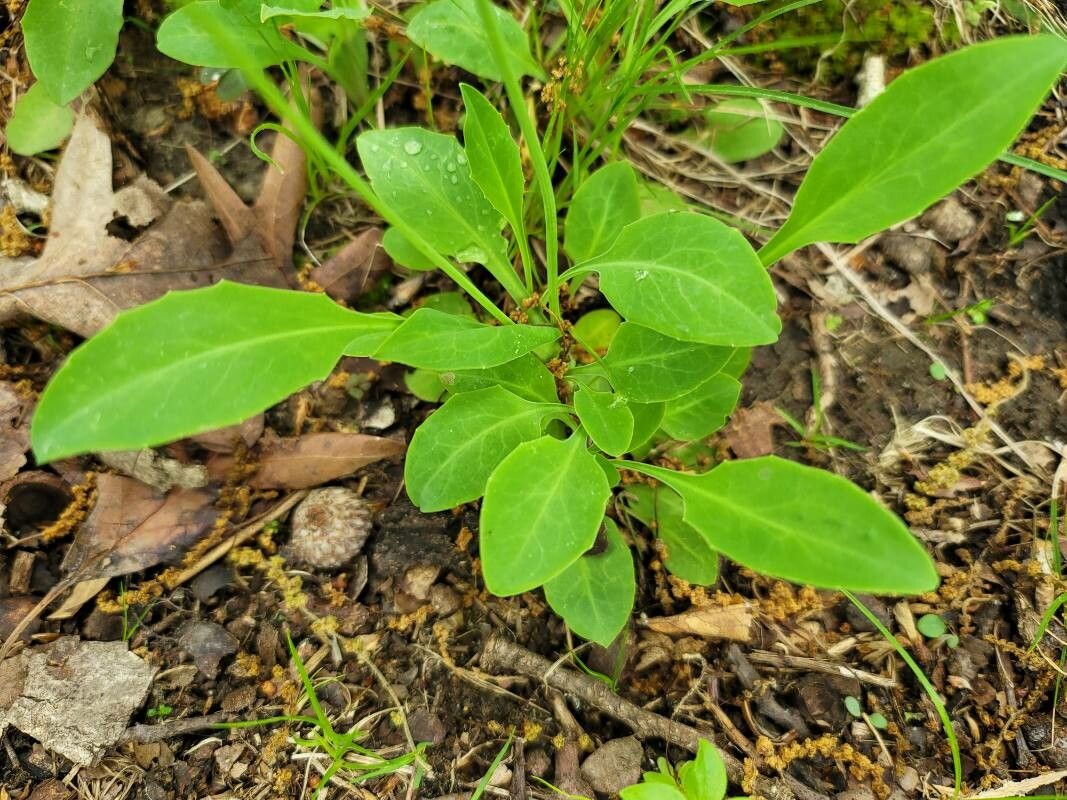 Krigia biflora — related species from the same genus