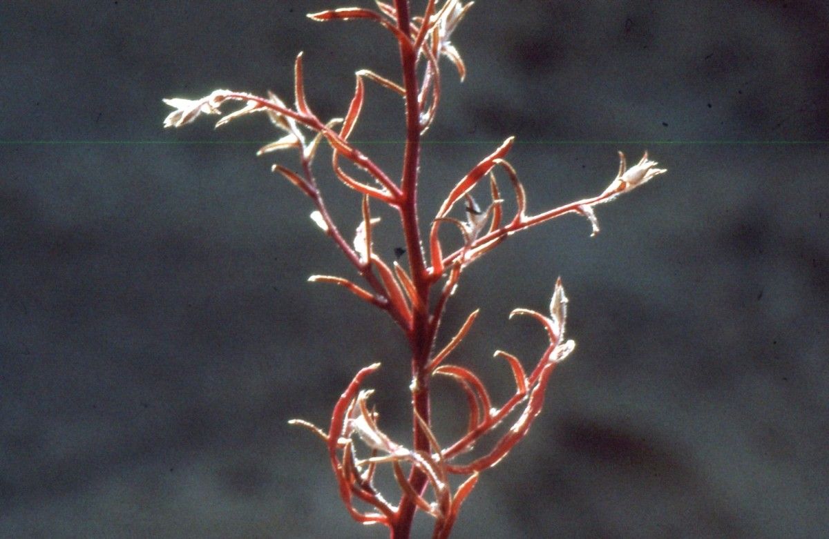 Corispermum declinatum — related species from the same genus