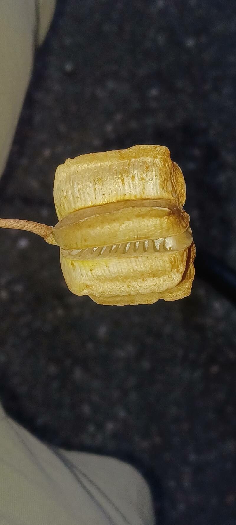 Fritillaria atropurpurea fruit