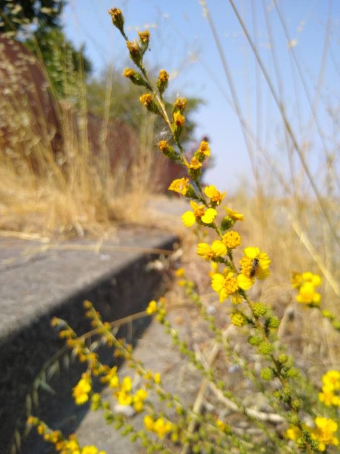 Deinandra bacigalupii flower