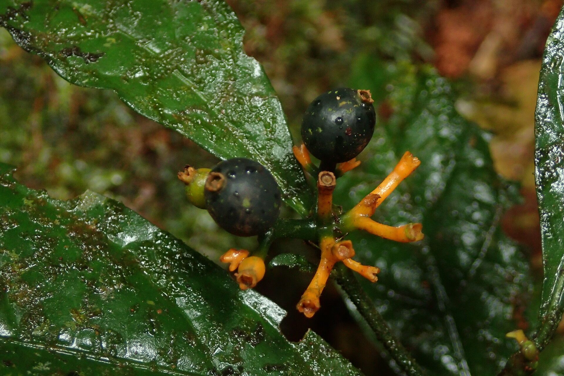 Pavetta suffruticosa fruit