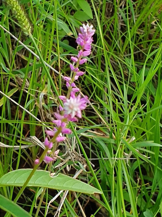 Digera muricata flower