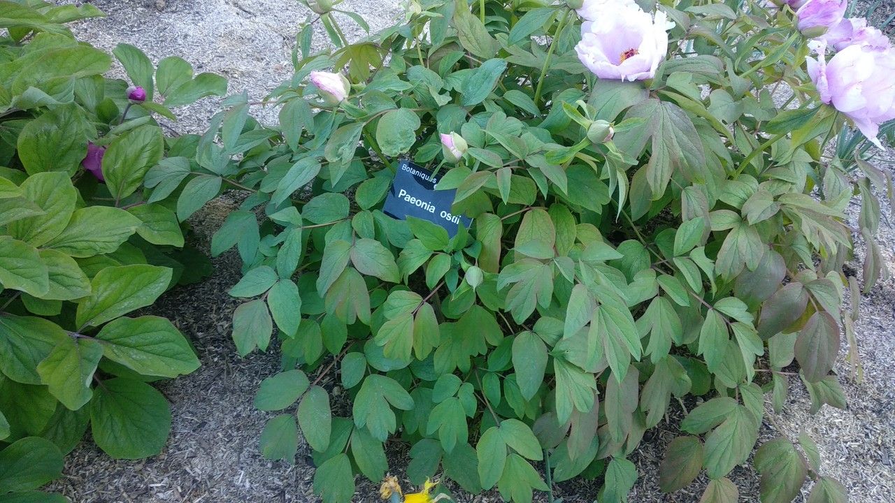Paeonia ostii habit