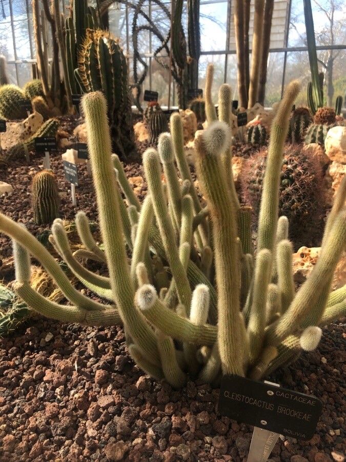 Cleistocactus brookeae leaf