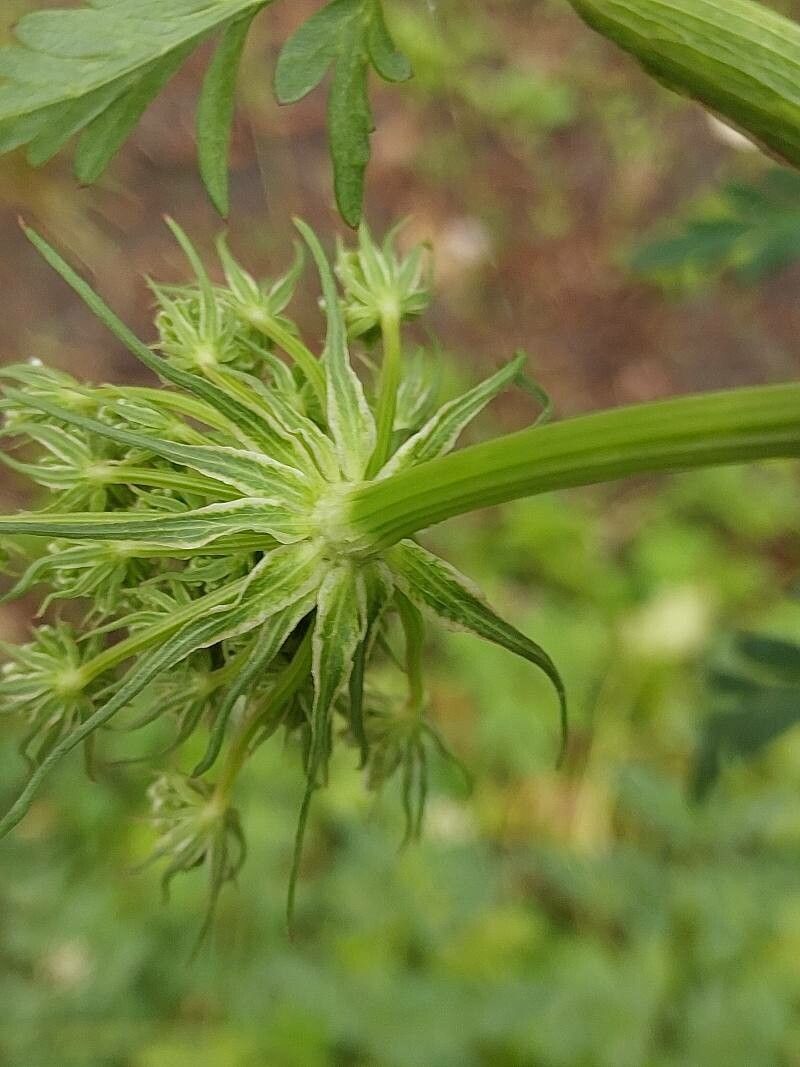 Peucedanum palustre flower