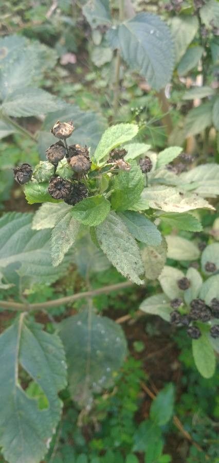 Lippia alba — search result for 'Guinea'