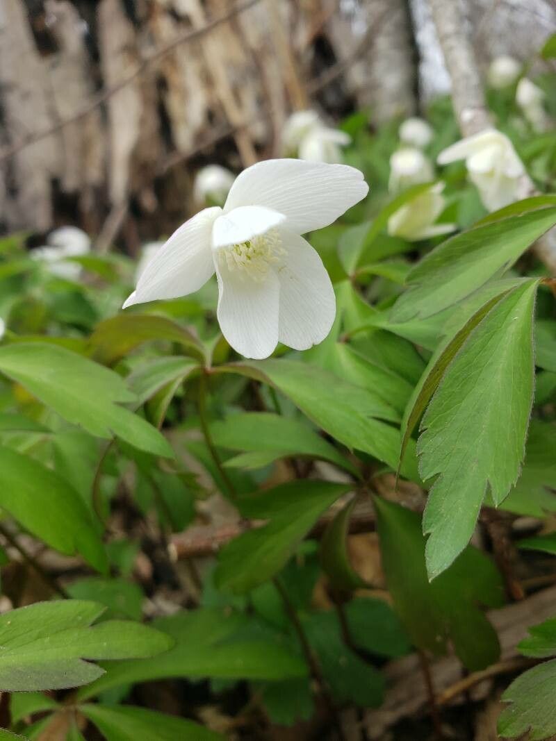 Anemone quinquefolia flower
