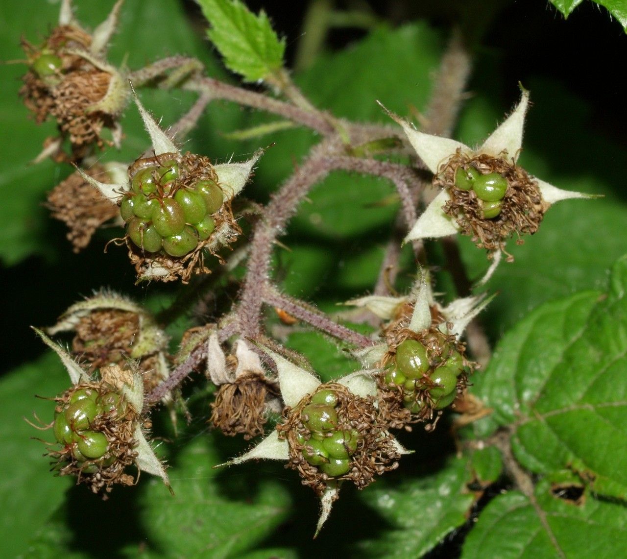 Rubus pallidicaulis fruit