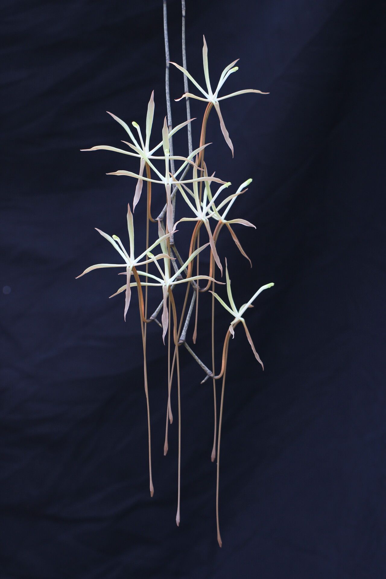 Aerangis gracillima flower