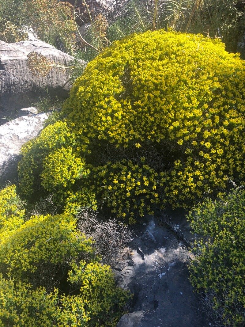 Euphorbia hierosolymitana habit