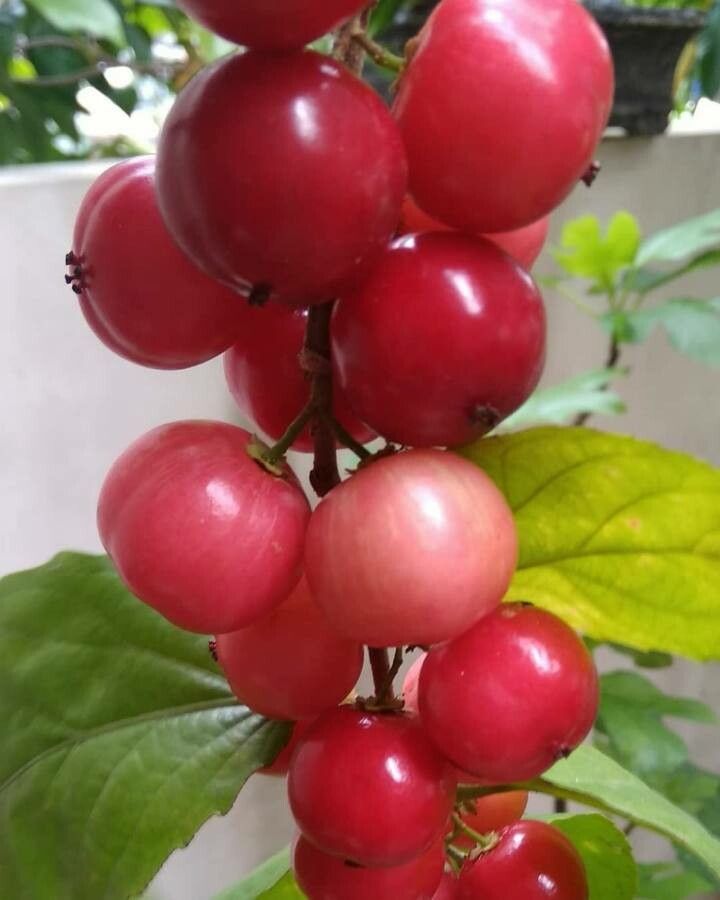 Flacourtia inermis bark