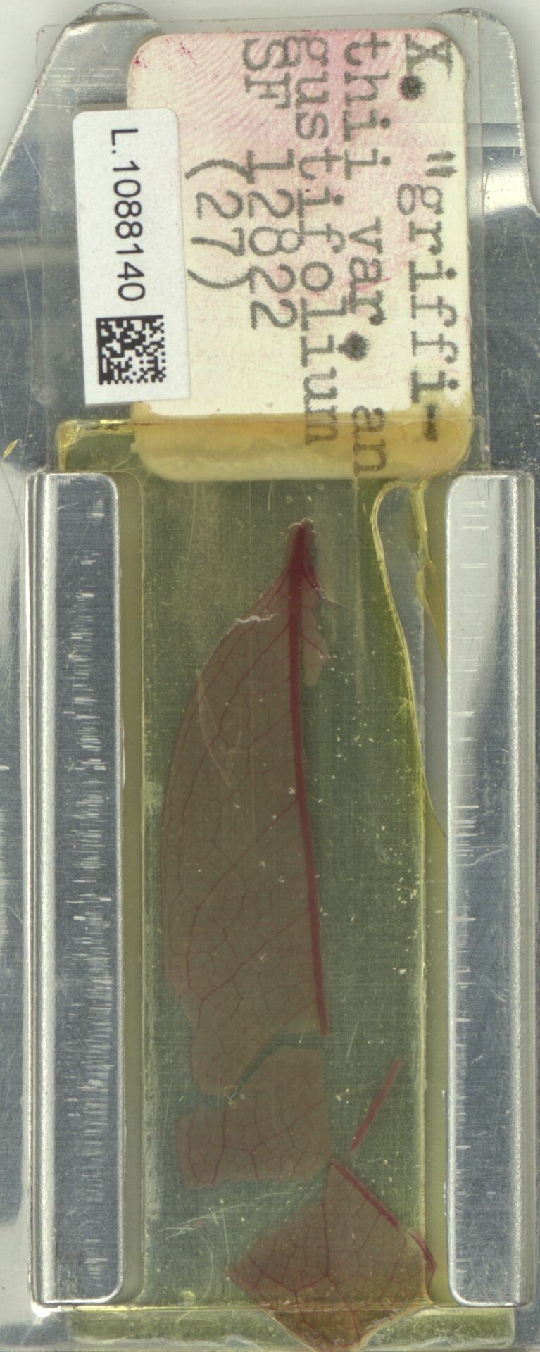 Xanthophyllum griffithii — related species from the same genus