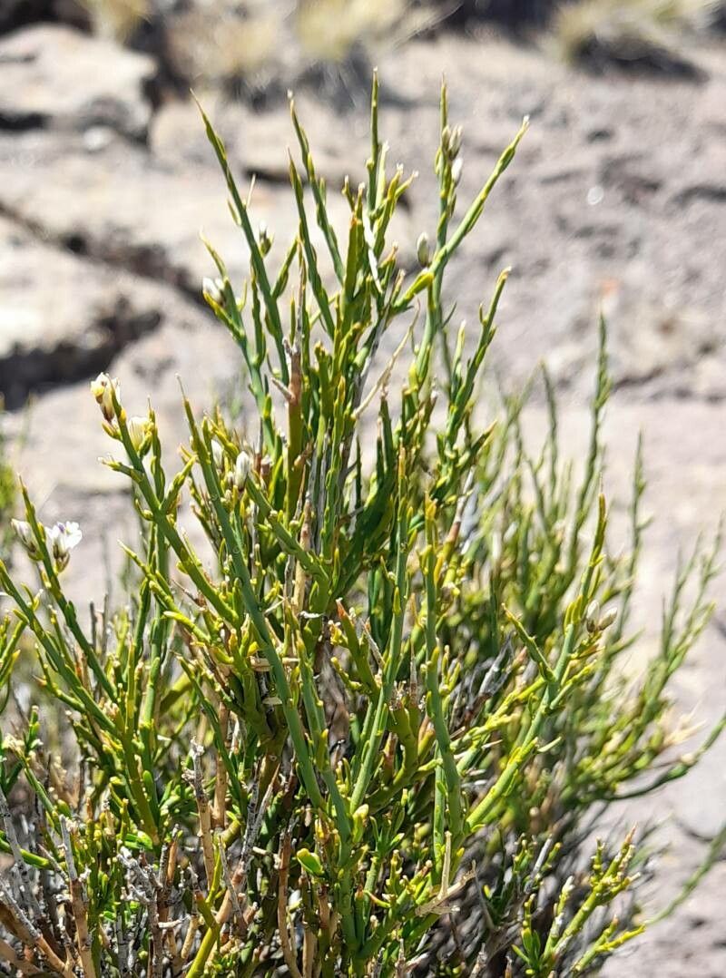 Polygala spinescens — houseplant care guide