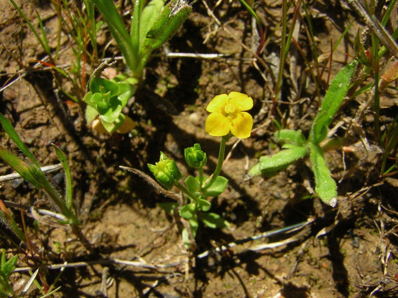 Cicendia quadrangularis habit