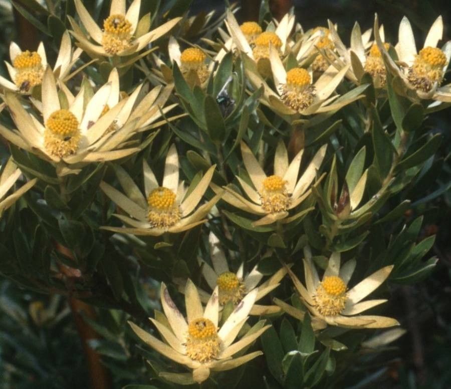 Leucadendron uliginosum — search result for 'Leucadendron'