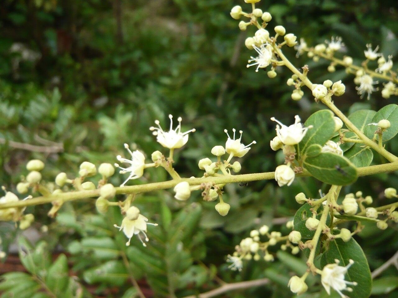 Dimocarpus longan flower