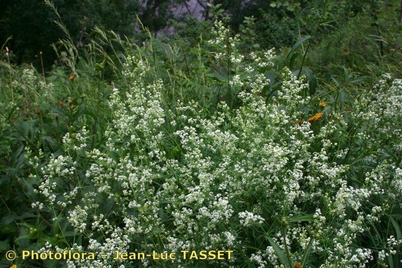 Galium atrovirens habit