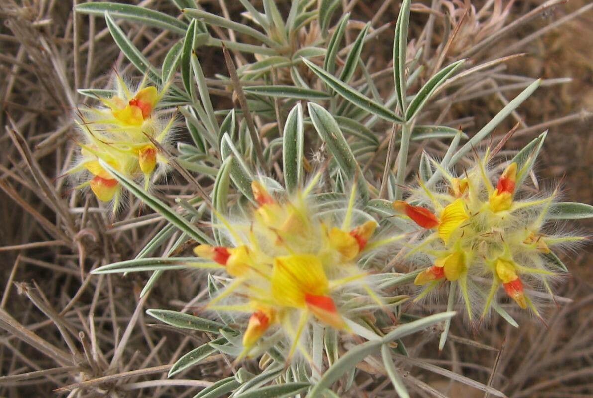 Dalea jamesii — houseplant care guide