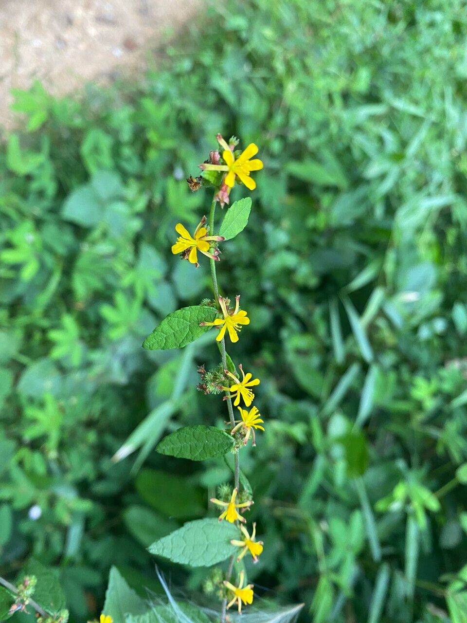 Triumfetta rhomboidea flower