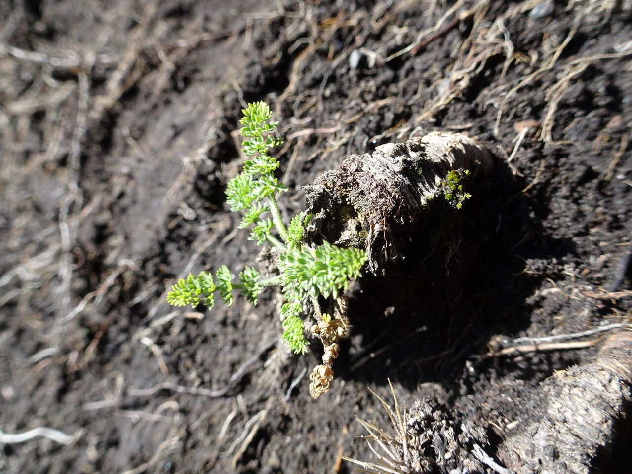 Chaerophyllum orizabae leaf