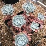 Echeveria runyonii