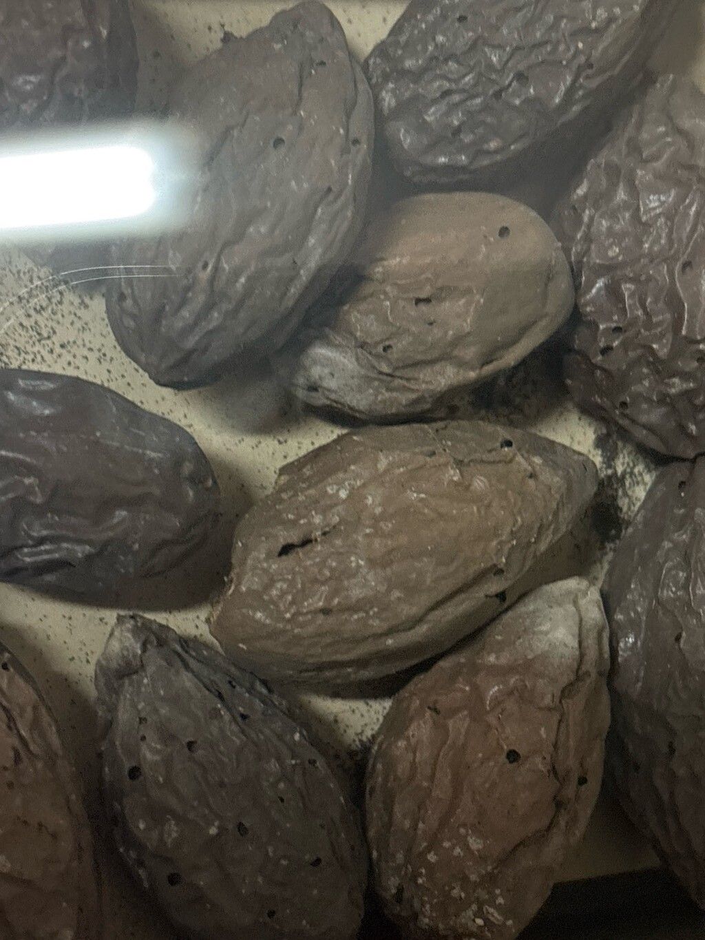 Canarium zeylanicum — search result for 'Canarium'