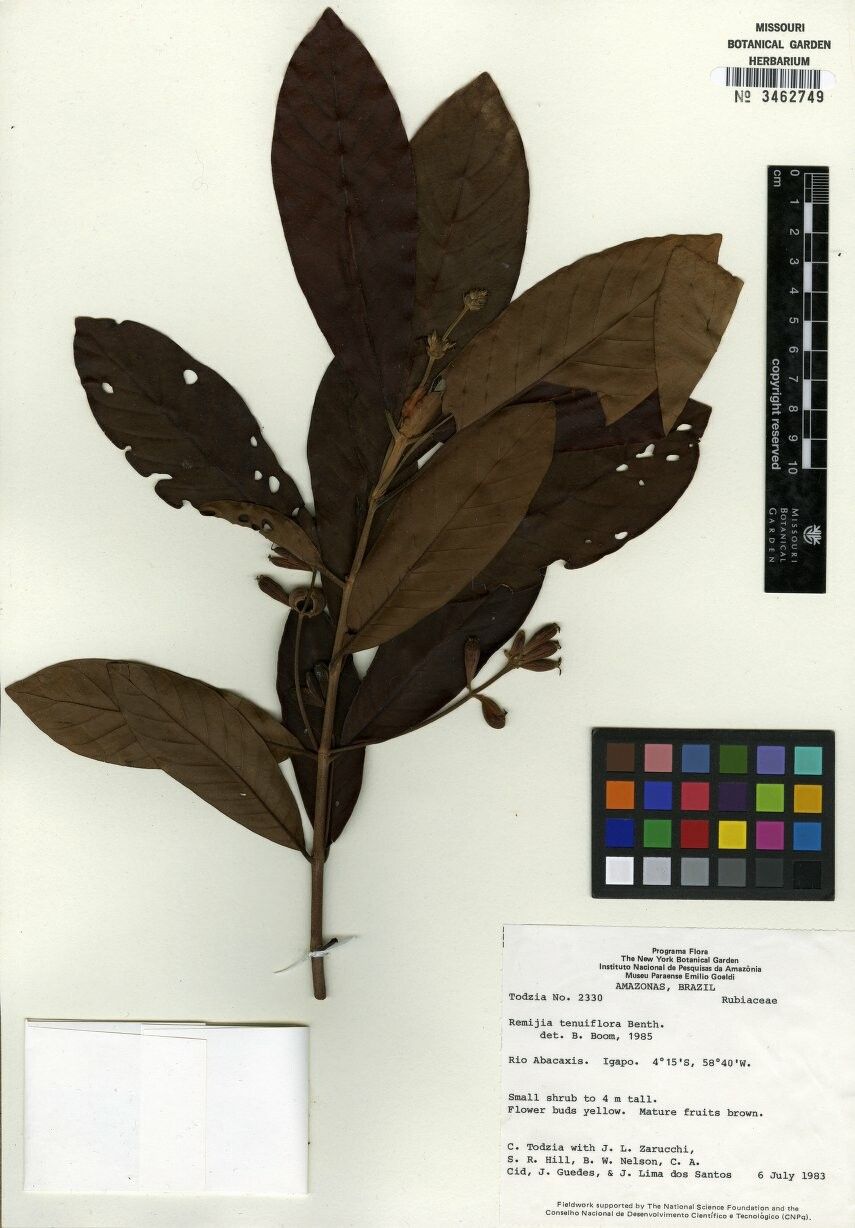 Remijia tenuiflora — related species from the same genus