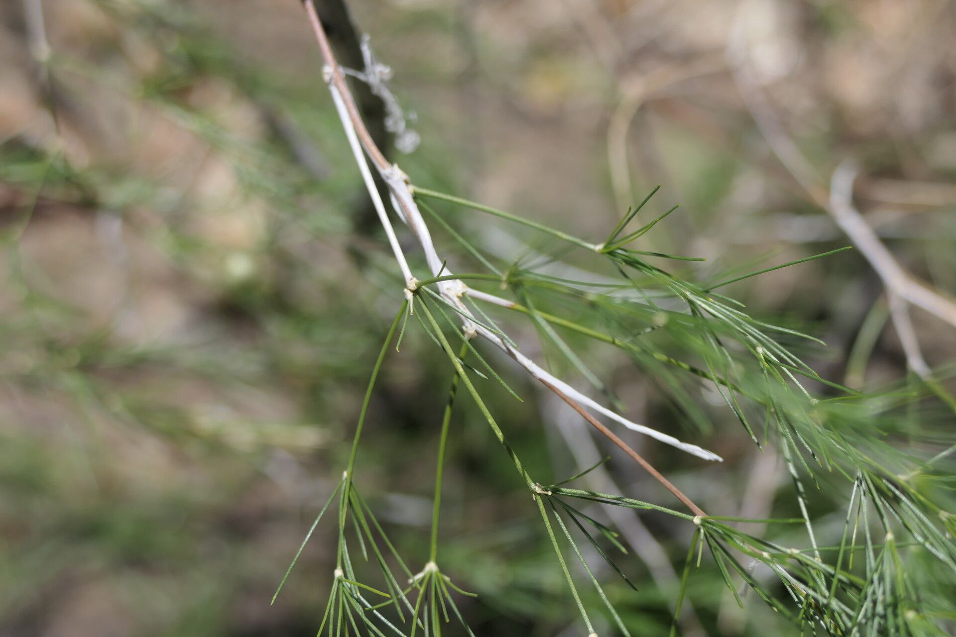 Asparagus exuvialis — houseplant care guide