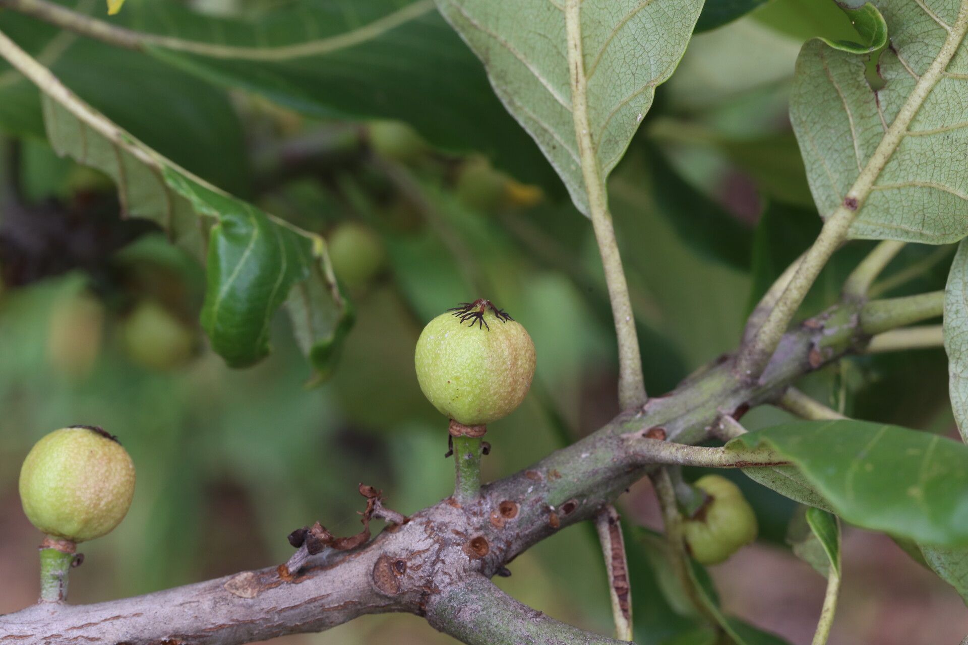 Uapaca kirkiana fruit