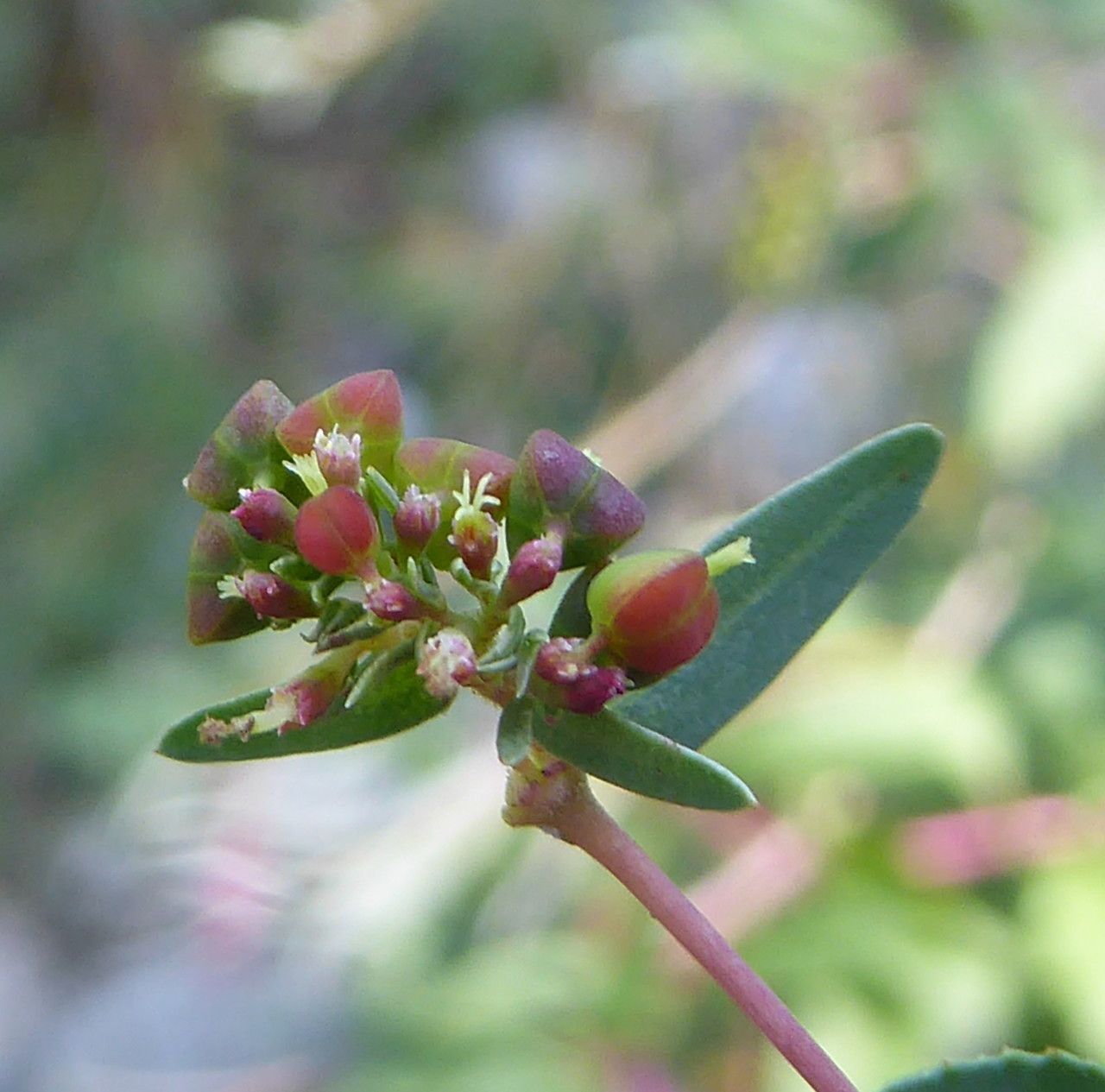 Euphorbia nutans fruit