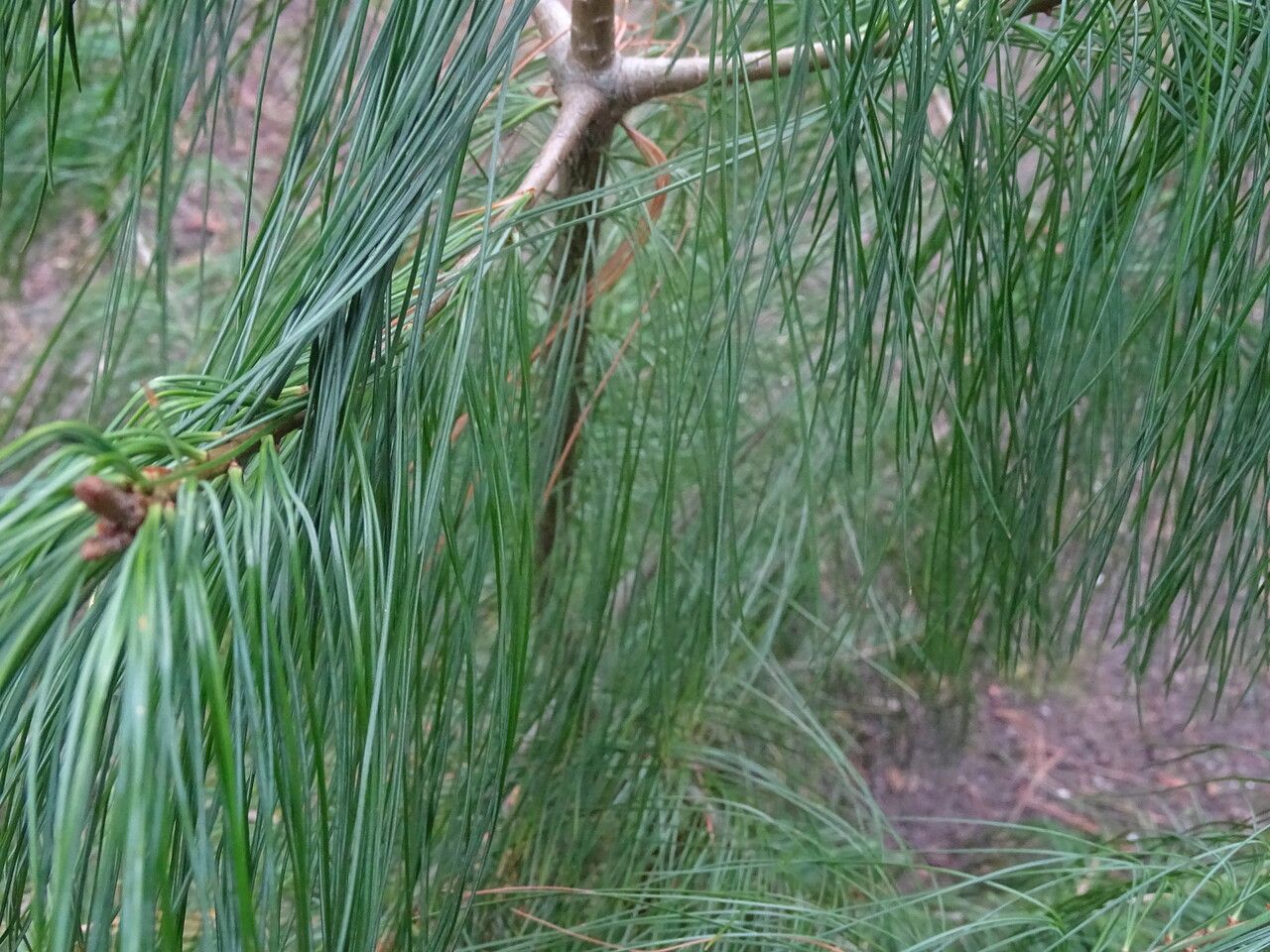 Pinus fenzeliana leaf