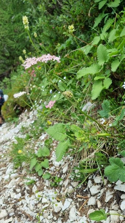 Heracleum austriacum habit