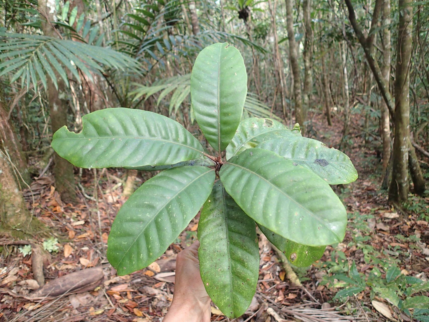 Planchonella roseoloba leaf