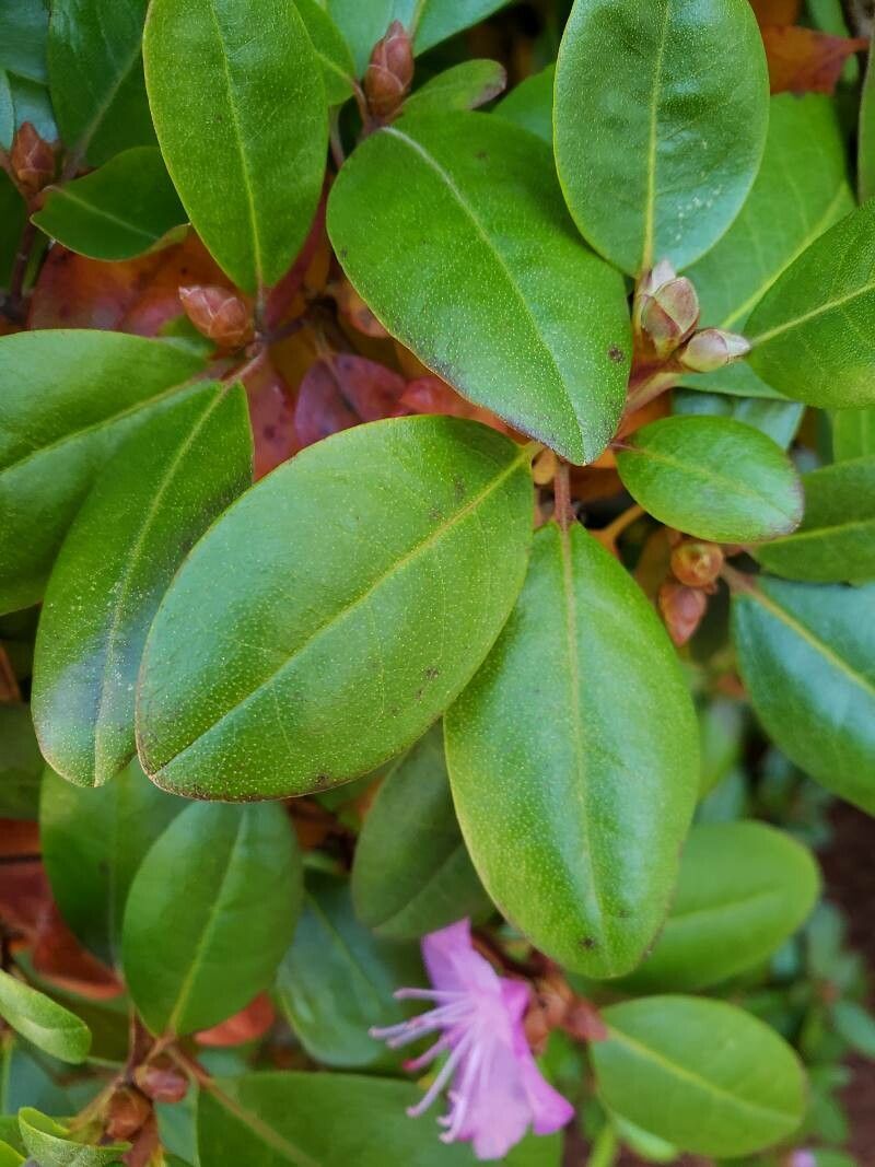 Rhododendron catawbiense leaf