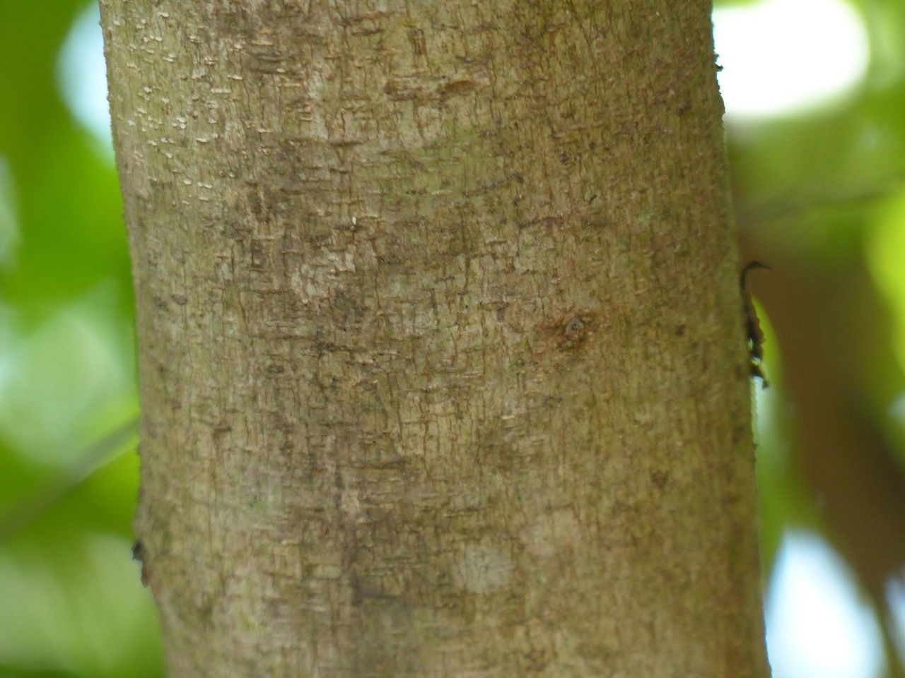 Flacourtia jangomas bark