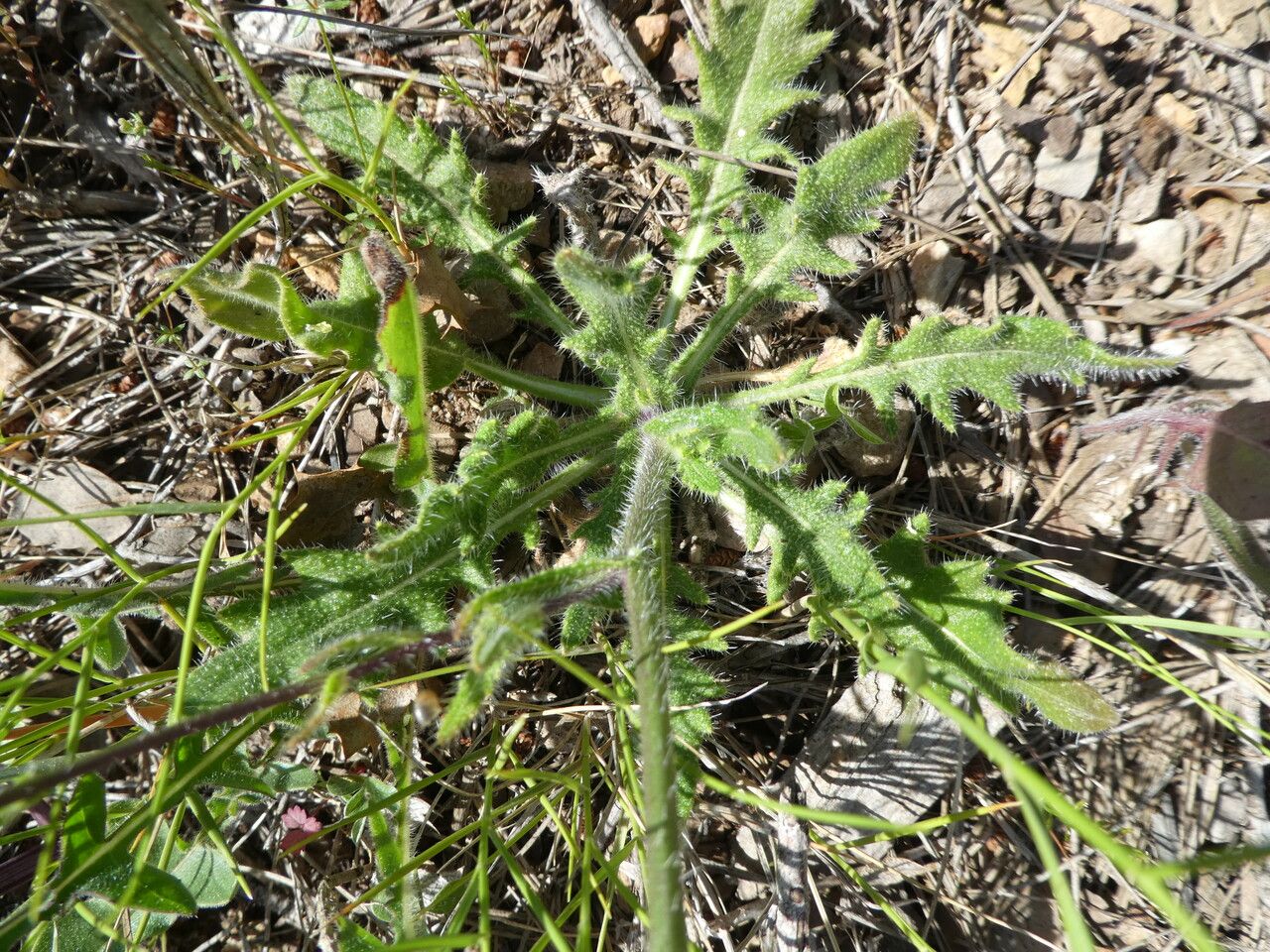 Biscutella mediterranea — houseplant care guide