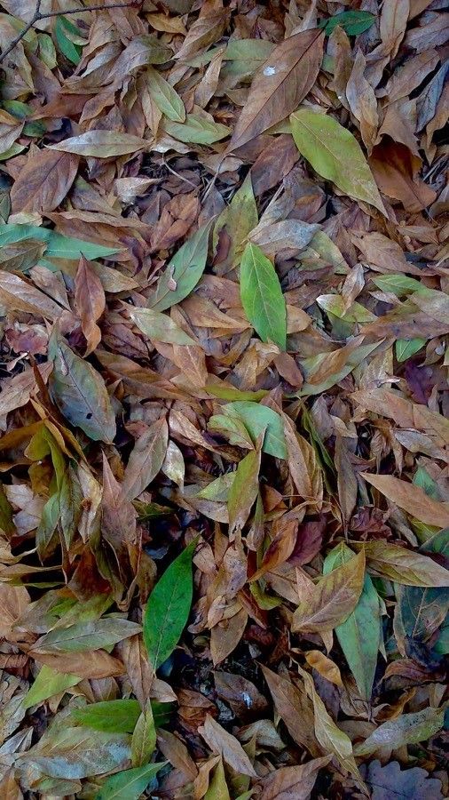 Chimonanthus fragrans leaf