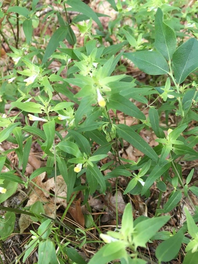 Melampyrum lineare flower