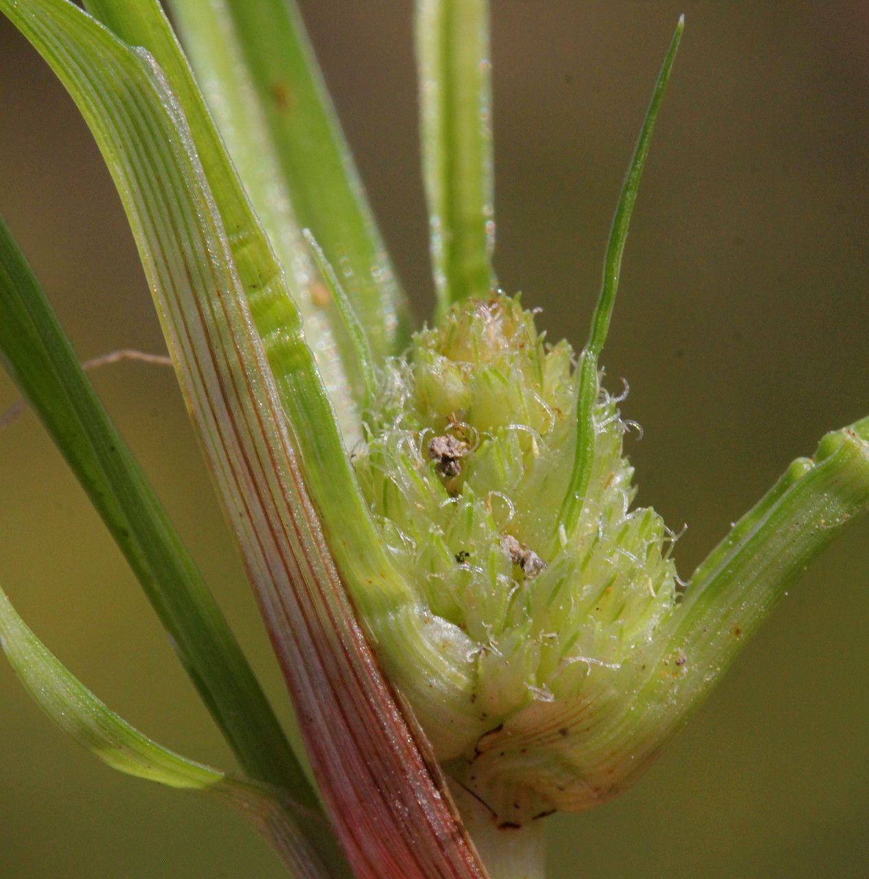 Cyperus michelianus fruit