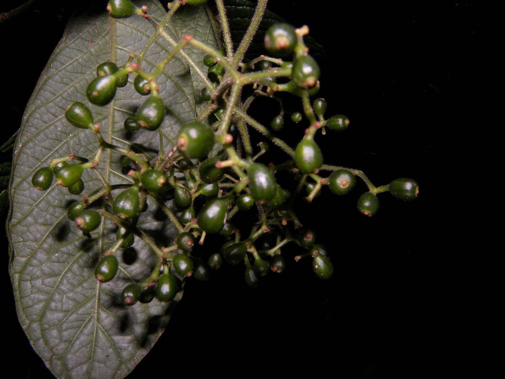 Psychotria neillii fruit