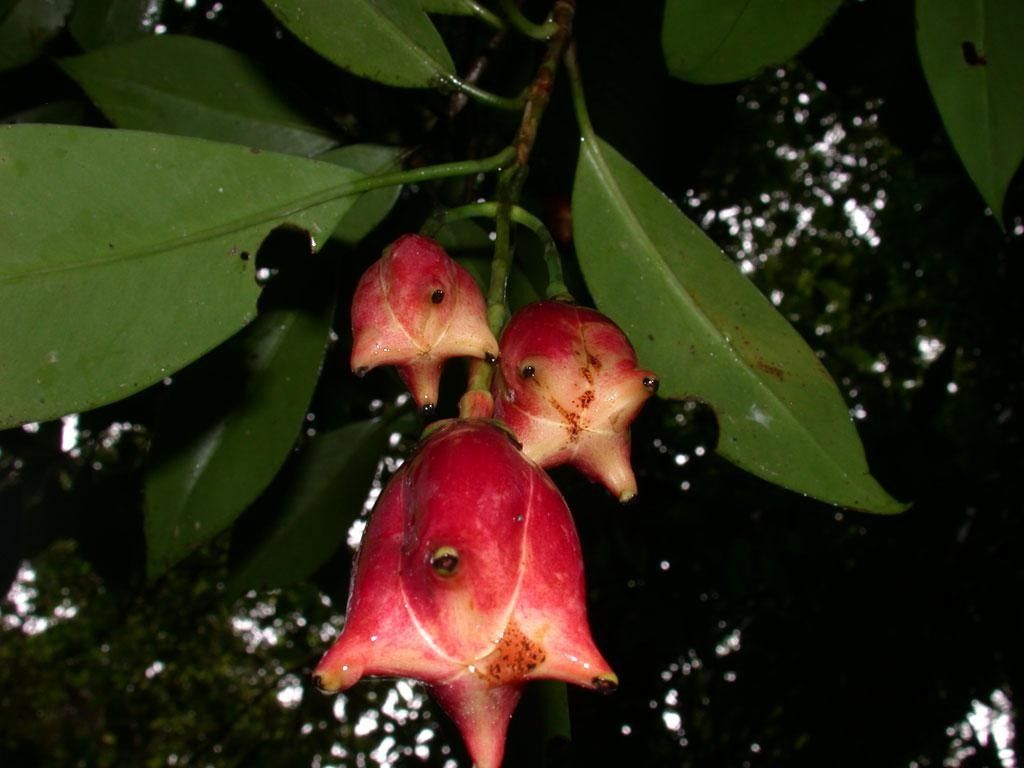 Clusia gracilis fruit