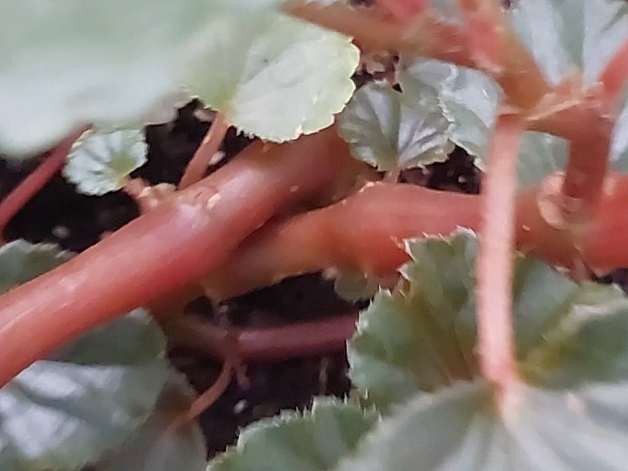 Begonia fischeri bark