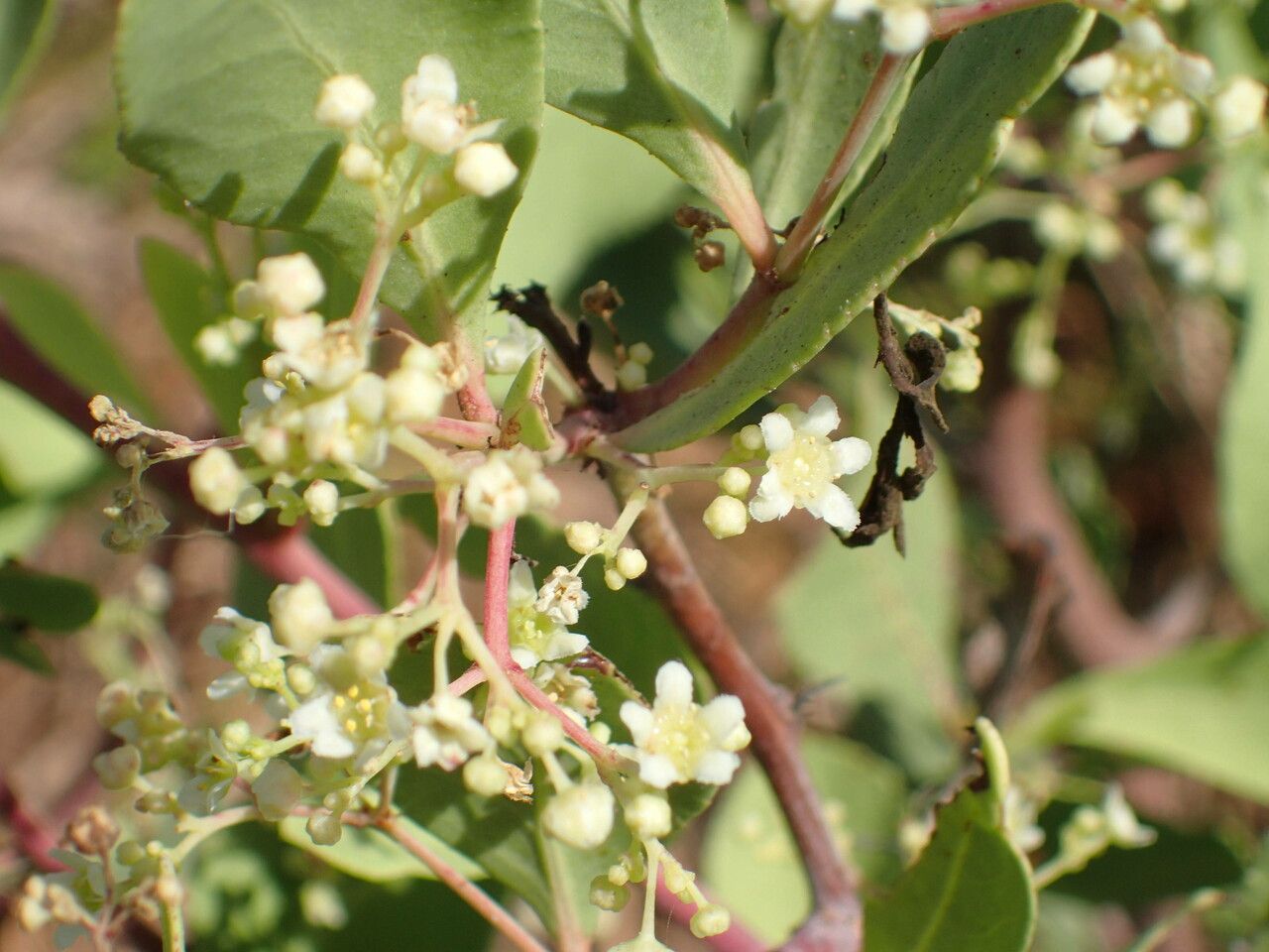 Gymnosporia senegalensis flower
