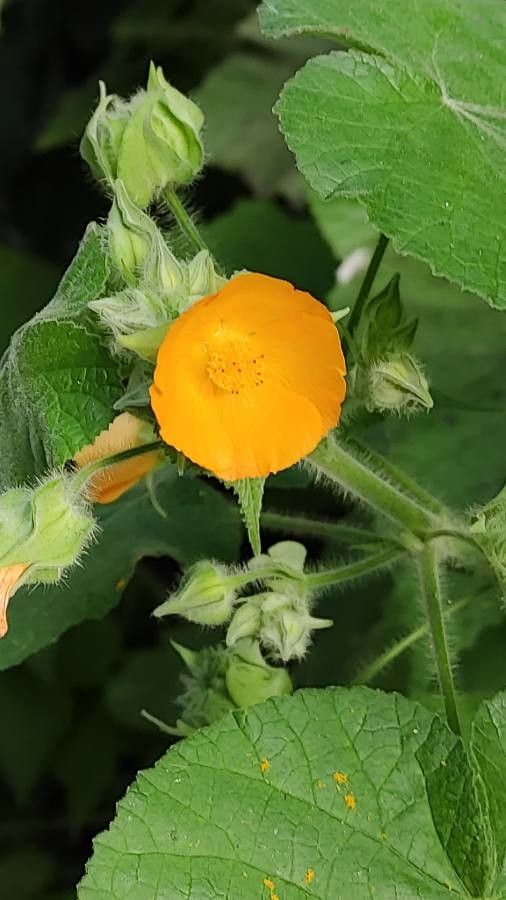 Abutilon peruvianum flower