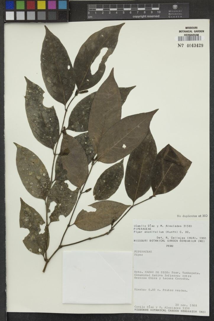 Piper anonifolium other