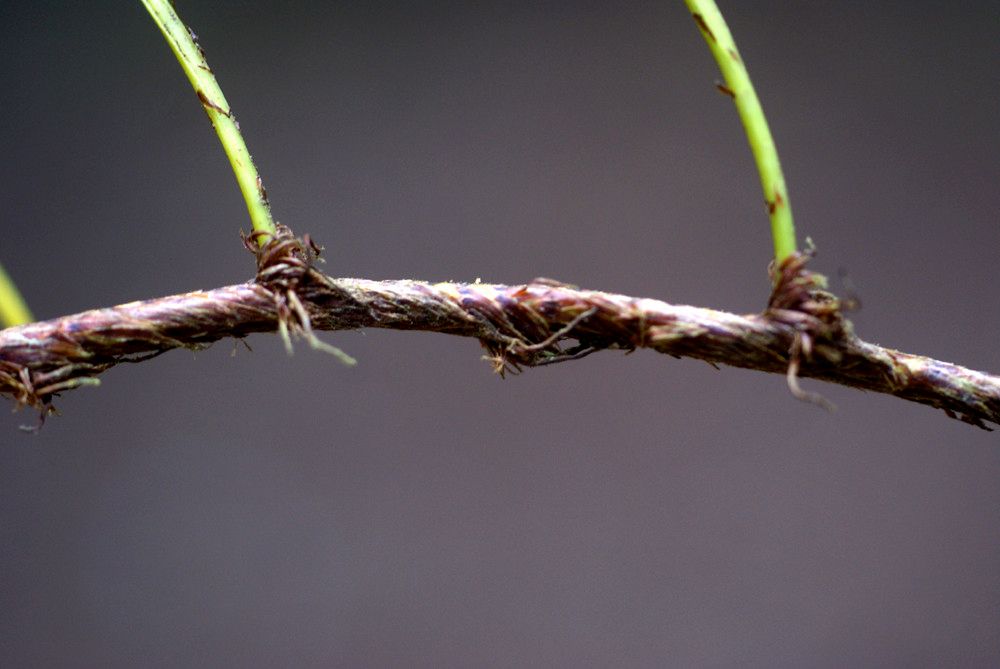 Davallia repens bark